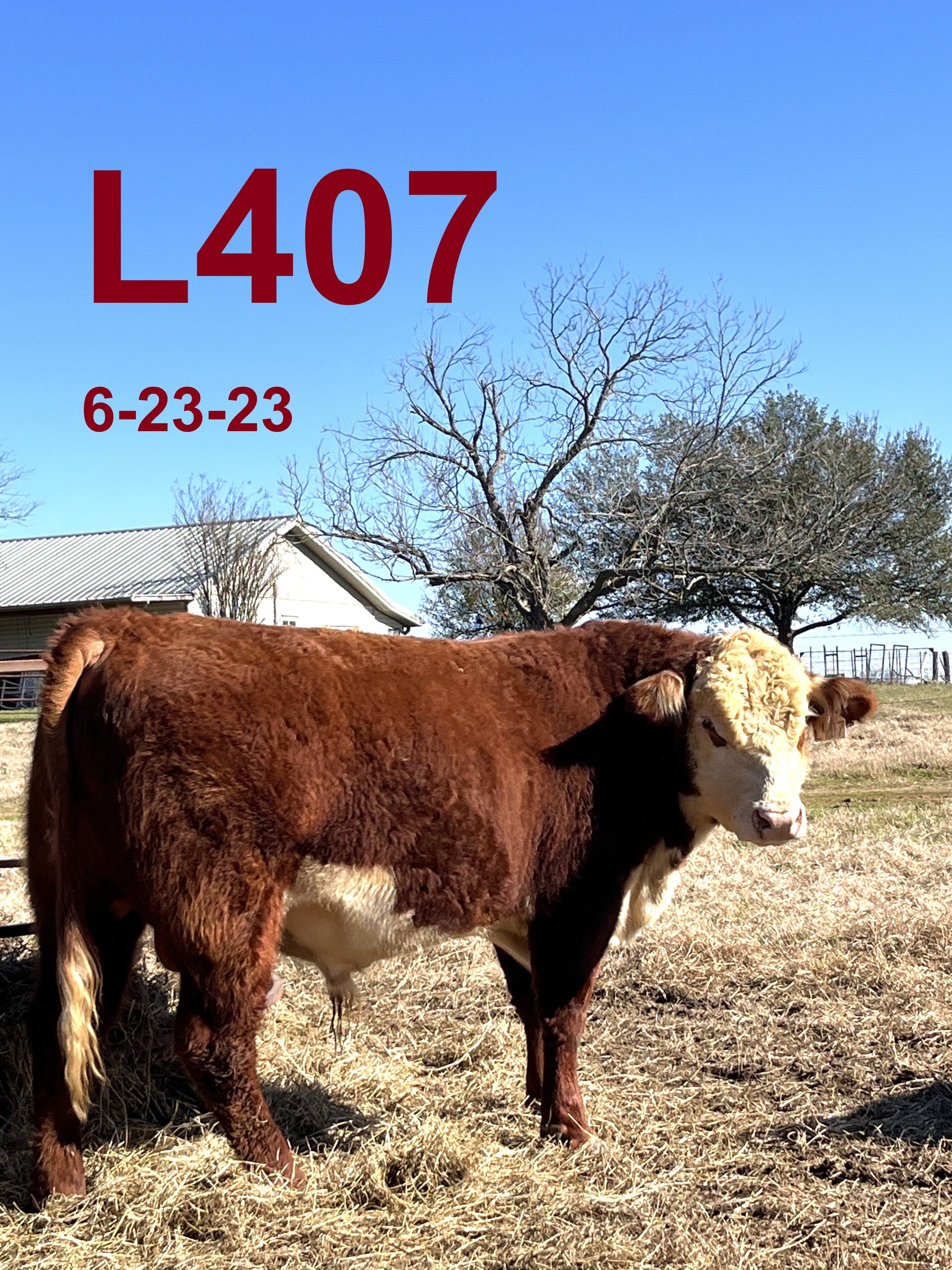 Registered Polled Hereford Bulls